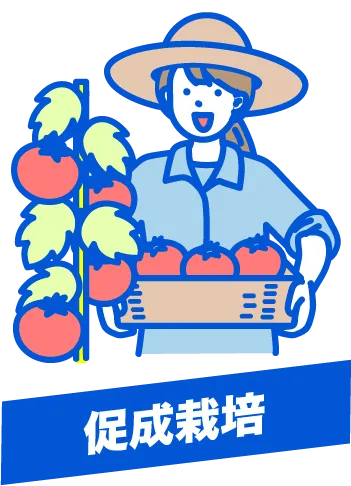 促成栽培